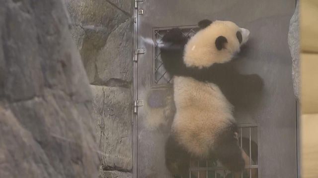無綫新聞 TVB News
