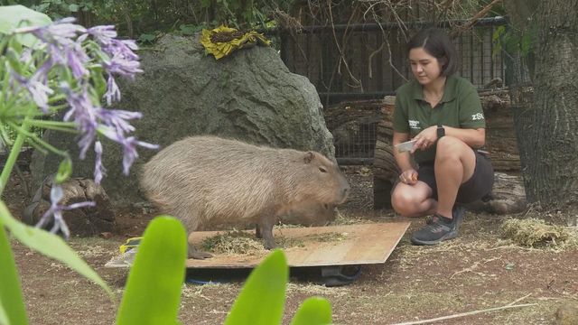 無綫新聞 TVB News