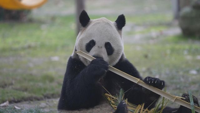 無綫新聞 TVB News