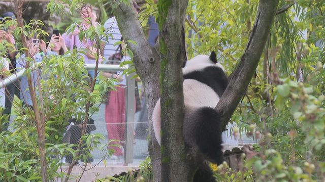 無綫新聞 TVB News