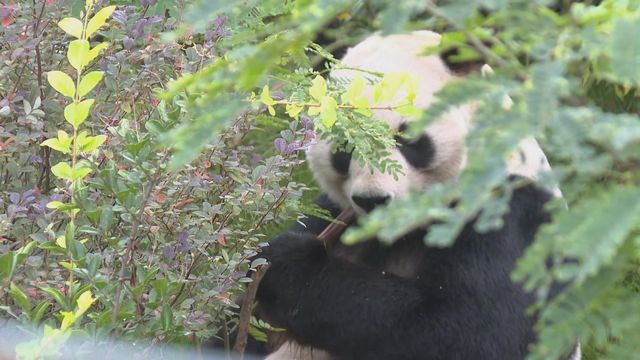 無綫新聞 TVB News