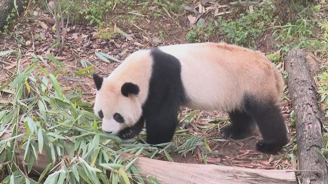 無綫新聞 TVB News