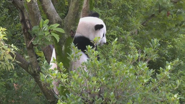 無綫新聞 TVB News