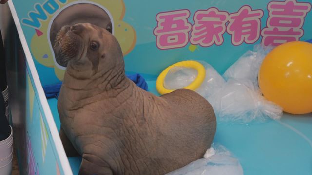 無綫新聞 TVB News