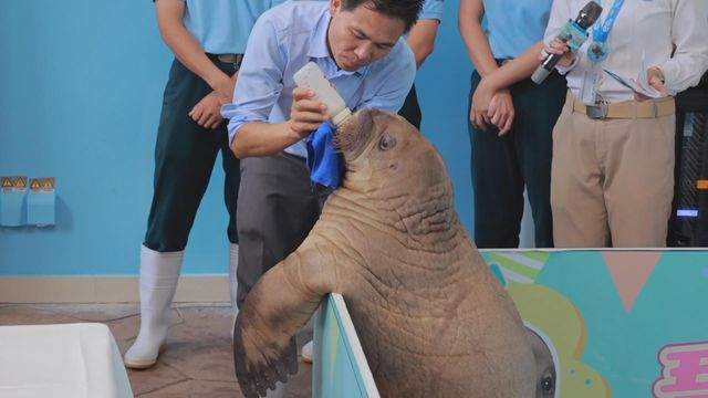 無綫新聞 TVB News