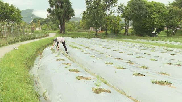 時事多面睇｜政府支援足　漁農業為何仍難以轉型