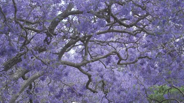 無綫新聞 TVB News 無綫新聞 TVB News