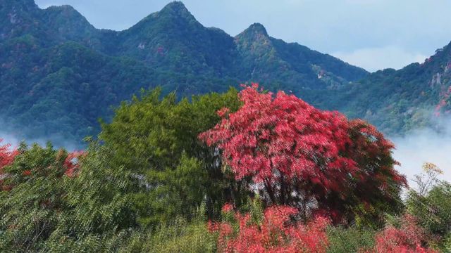 無綫新聞 TVB News