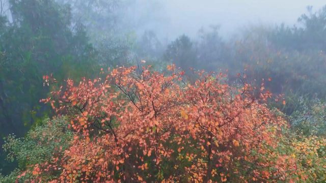 無綫新聞 TVB News