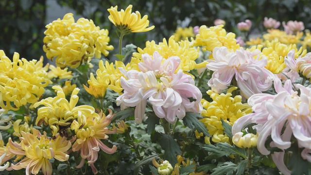 無綫新聞 TVB News