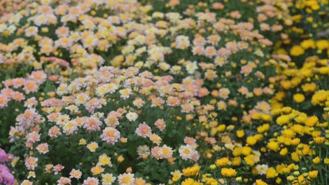 無綫新聞 TVB News