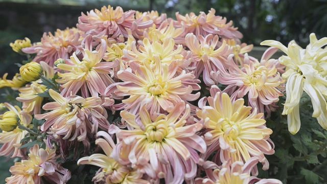 無綫新聞 TVB News