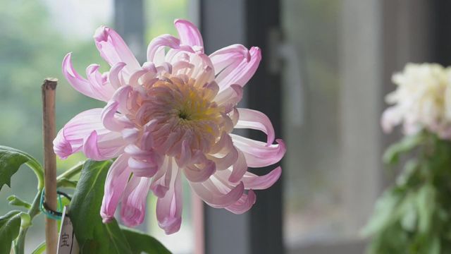 無綫新聞 TVB News