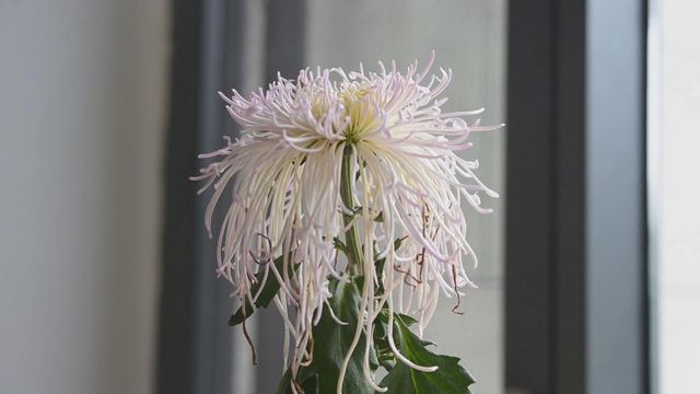 無綫新聞 TVB News