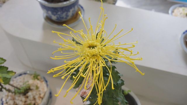 無綫新聞 TVB News