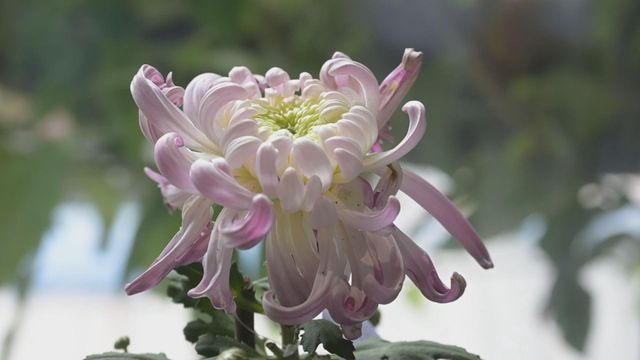 無綫新聞 TVB News 無綫新聞 TVB News