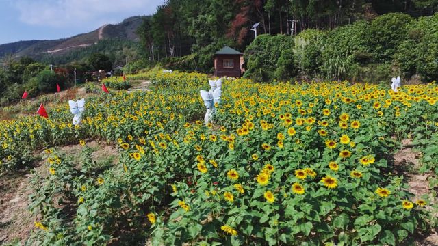 無綫新聞 TVB News