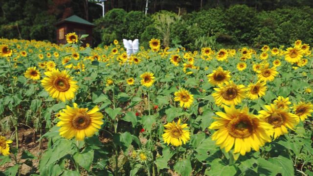 無綫新聞 TVB News