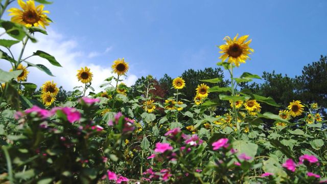 無綫新聞 TVB News