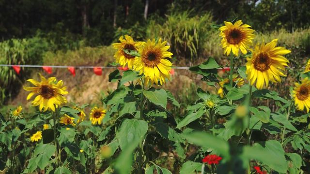 無綫新聞 TVB News