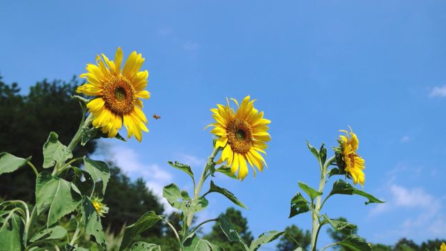 無綫新聞 TVB News