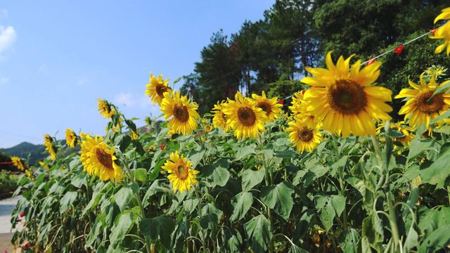 無綫新聞 TVB News