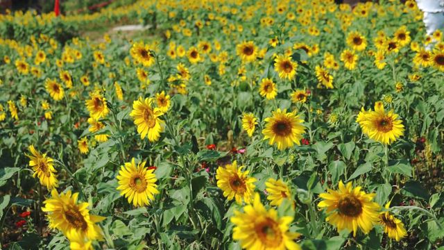 無綫新聞 TVB News