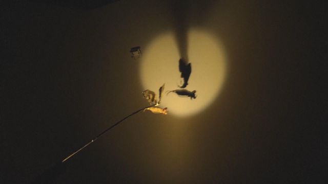 無綫新聞 TVB News