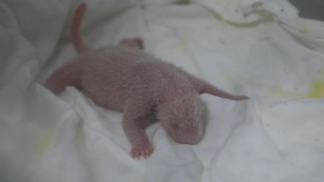 無綫新聞 TVB News