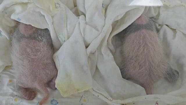 無綫新聞 TVB News