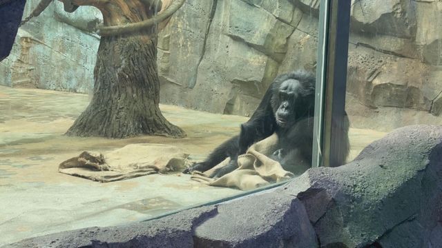 無綫新聞 TVB News