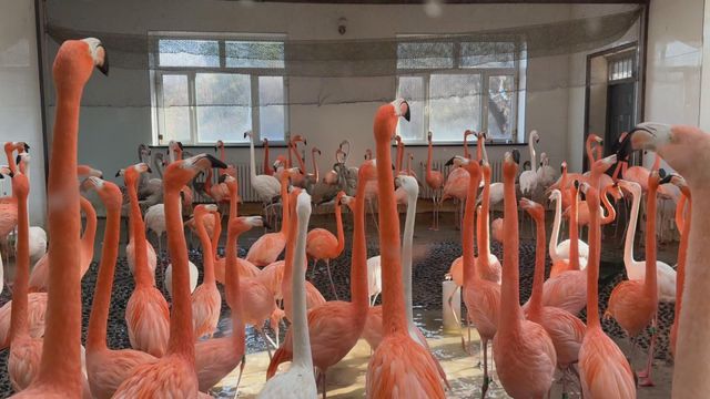 無綫新聞 TVB News