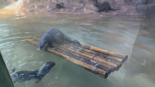 無綫新聞 TVB News