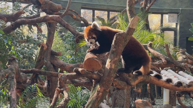 無綫新聞 TVB News