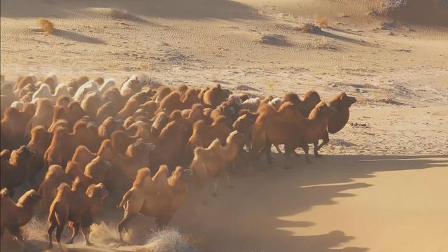 無綫新聞 TVB News