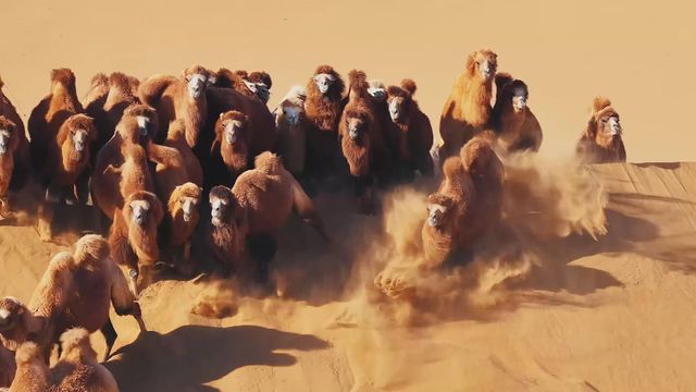 無綫新聞 TVB News