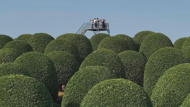 無綫新聞 TVB News