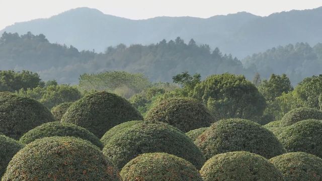 無綫新聞 TVB News