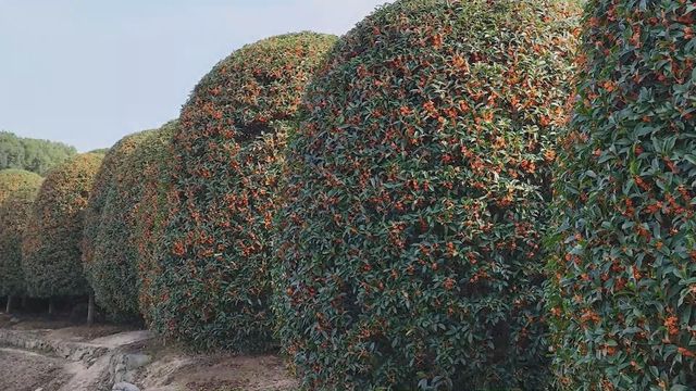 無綫新聞 TVB News