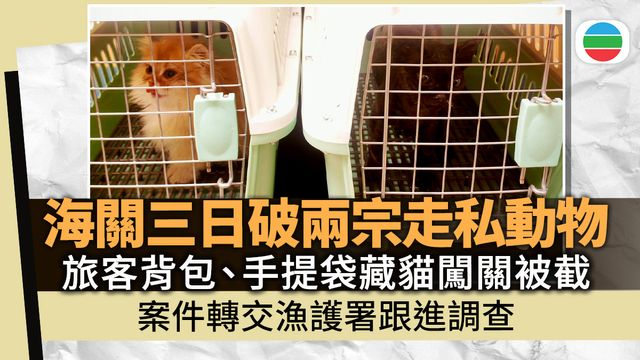 三天內兩宗｜女子疑走私貓羅湖入境被捕