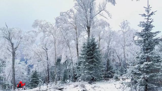 無綫新聞 TVB News