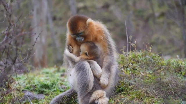 無綫新聞 TVB News