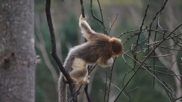 無綫新聞 TVB News