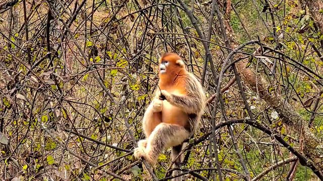 無綫新聞 TVB News