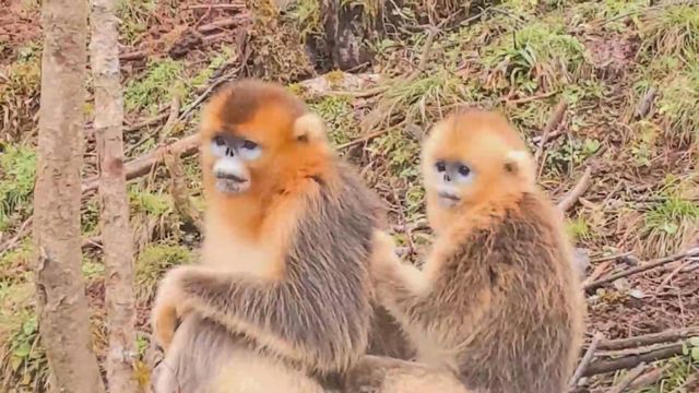 無綫新聞 TVB News