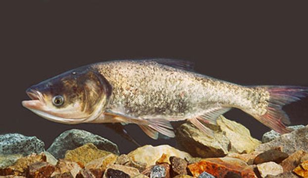 北河街街市出售大頭魚驗出孔雀石綠