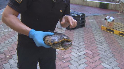 Volunteers work tirelessly to reunite pets with their owners