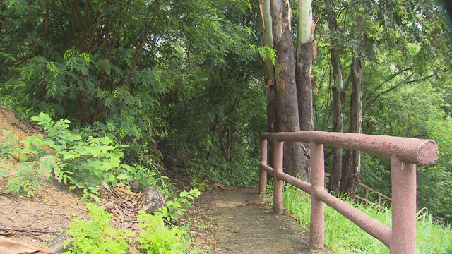 基孔肯雅熱|新增本地個案居東涌 較大機會於青衣自然徑工作時被蚊叮咬而感染 基孔肯雅熱|新增本地個案居東涌 較大機會於青衣自然徑工作時被蚊叮咬而感染