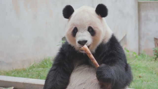 無綫新聞 TVB News