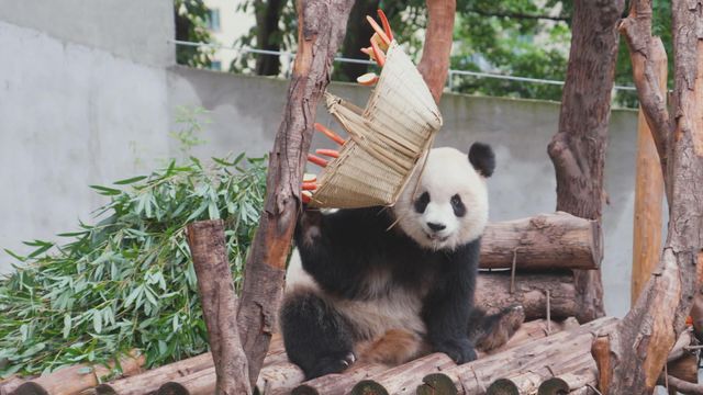 無綫新聞 TVB News